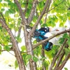 Makita DUC101Z 18V Li-ion LXT akkus láncfűrész 10cm (alapgép - akku és töltő nélkül)