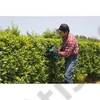 Makita 670W elektromos sövényvágó, 75 cm
