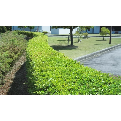 Makita UH5570 OP 550W elektromos sövényvágó, 55 cm, 3.6 kg